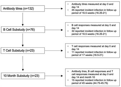 Robust and persistent B-cell responses following SARS-CoV-2 vaccine determine protection from SARS-CoV-2 infection